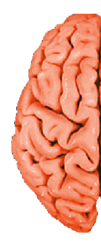 Brain